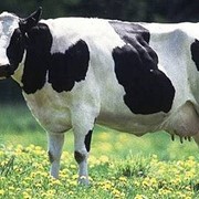 Комбикорма для крупного рогатого скота фото