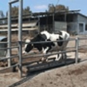 AfiWeigh - взвешивание крупного рогатого скота фото