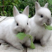 Комбикорм для кроликов фотография
