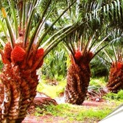Пальмовое масло фото