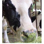 Кормосмеси для коров