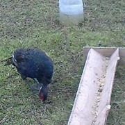Яйцо инкубационное фазана охотничьего фото