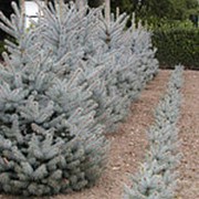 Ель колючая Блу Даймонд (Picea pungens 'Blue Diamond'®) фото