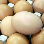 Яйцо куриное “Казгеркус“: СВ, СО, С1, С2. фото