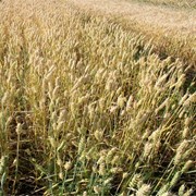 Озима пшениця Сорт Кубус фото