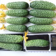 Пакетированные семена овощей Огурец Спутник F1 фото