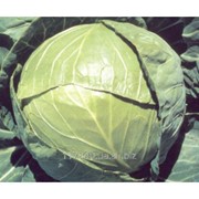 Семена капусты, Балбро F1 упаковка (2500 шт) фотография