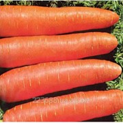 Морковь Памела 0,5кг (Satimex Германия)
