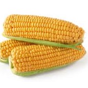 Кукуруза в зерне фото