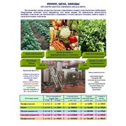 Оборудование для переработки овощей и зелени «под ключ»