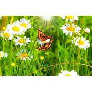 Фотообои Бабочки в ромашках фото