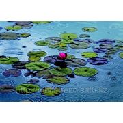 Фотообои “Водяные лилии“ Wizard&Genius (Швейцария) фото