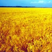 Озимая пшеница фотография