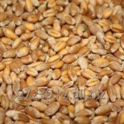 Пшеница в Казахстане 5 класса фото