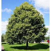 Лиственные деревья фото