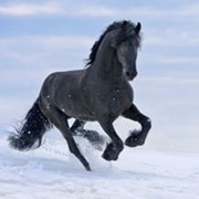 Фризские лошади фото