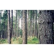 лес фото
