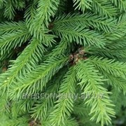 Ель Picea omorika Treblitzsch обхват ствола 10-15 фото
