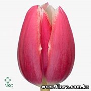 Тюльпан Debutante фото