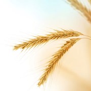 Семена озимой пшеницы Подолянка (1репродукция и элита ) фотография