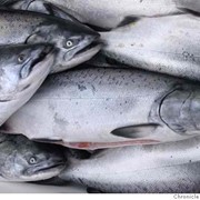 Рыба охлажденная фото