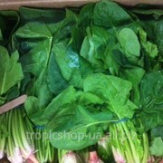 Шпинат - Spinach фото