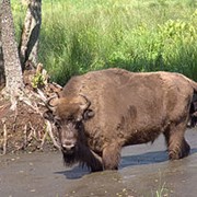 Откорм и забой бычков фото