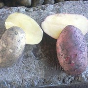 Картофель, красных и белых сортов, в сетке фото