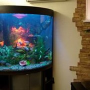 Морские аквариумы, подводный декор, пузырьковые колонны и водопады по стеклу. фотография