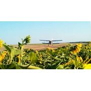 Десикація - послуги з авіаобробки соняшника та кукурудзи фото