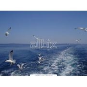 Отдых и оздоровление для всей семьи у моря фото