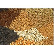 Сортировка зерновых культур по цвету фотография