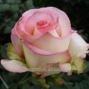 Роза High_&_Elegant1 фото