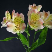 Цветы живые Альстромерия фото