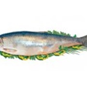 Рыба соленая (пряного посола)