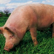 БМВД для свиней весом от 65кг (финиш)
