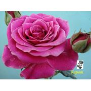 Роза розовая- Карат