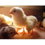 Комбикорм для цыплят-бройлеров Донецк фото