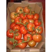 томат красныйтомат Оптом помидоры на ветке купить помидоры на ветке помидоры на ветке с доставкой. Плодоовощные культуры. Томаты. Томаты тепличные