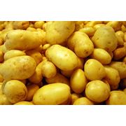 Продовольственный и семенной картофель высоких репродукций фото