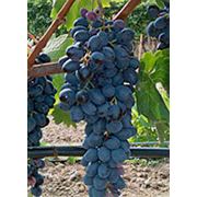 Саженцы винограда кишмишных сортов Аттика (Attica) фото