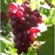 Саженцы винограда винных сортов Мускарис (Muscaris)