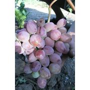 Саженцы винограда средних сортов Анюта