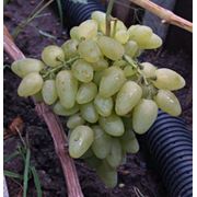 Саженцы винограда сверхранних сортов Бажена