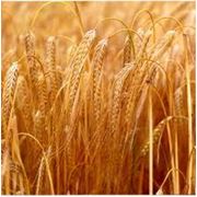 Семена озимой пшеницы Жайвир Е фотография