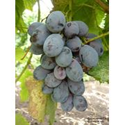 Саженцы винограда ранних сортов Блек Гранд фотография
