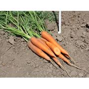 Продам семена моркови фото