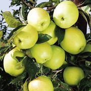 Саженцы яблонь Голден рейнджерс фото