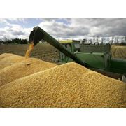 Оптовые поставки зерновой продукции