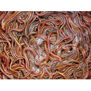 Красные калифорнийские черви семья фотография